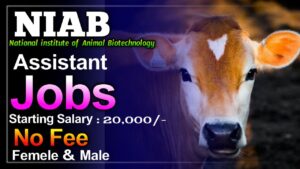 Read more about the article NIAB Assistant Jobs 2024 : No fee males and females Free Apply now “