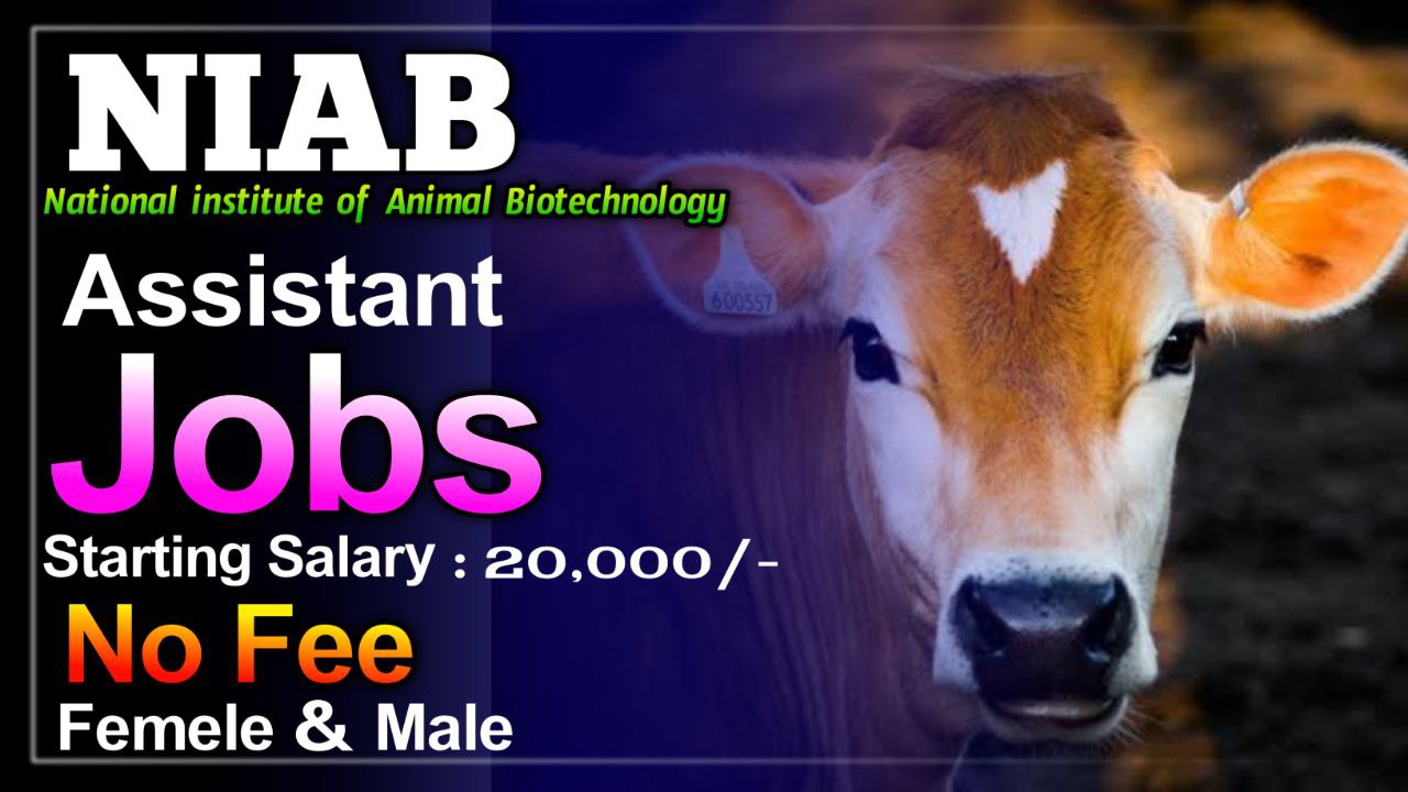 Read more about the article NIAB Assistant Jobs 2024 : No fee males and females Free Apply now “